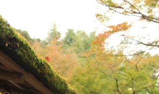 迷宫的十字路口国语